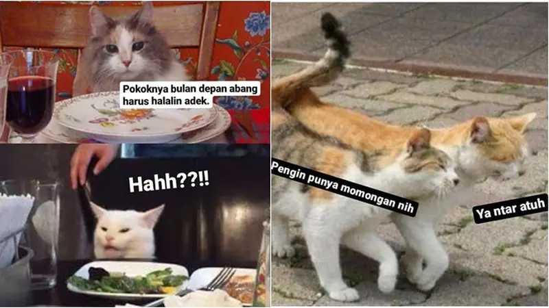 7 Meme Kucing Romantis Minta Dinikahi Ini Bikin Senyum Sendiri