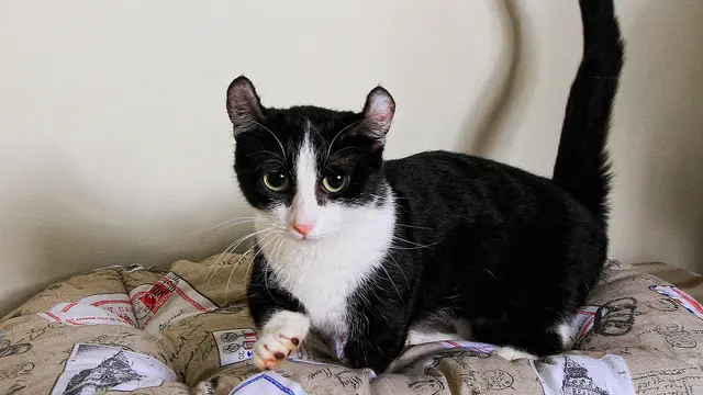 Kucing Kinkalow