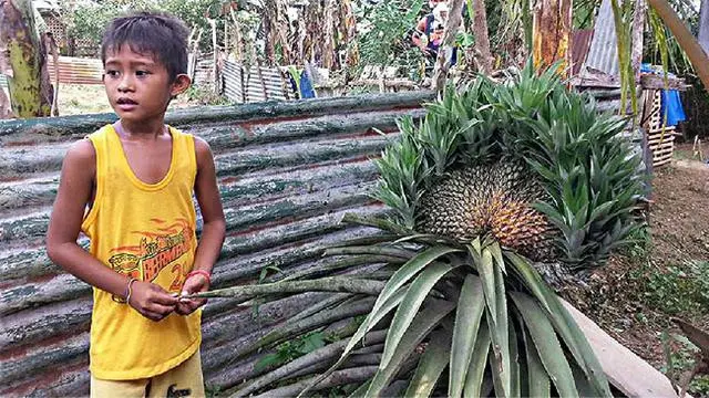 6 Penampakan Buah Ukuran Raksasa Ini Bikin Mata Melongo