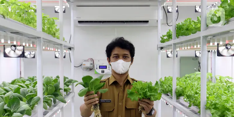 FOTO: Melihat Budidaya Tanaman Hidroponik Dalam Container Farming