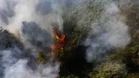8 Wilayah di Lampung Rawan Kebakaran Hutan