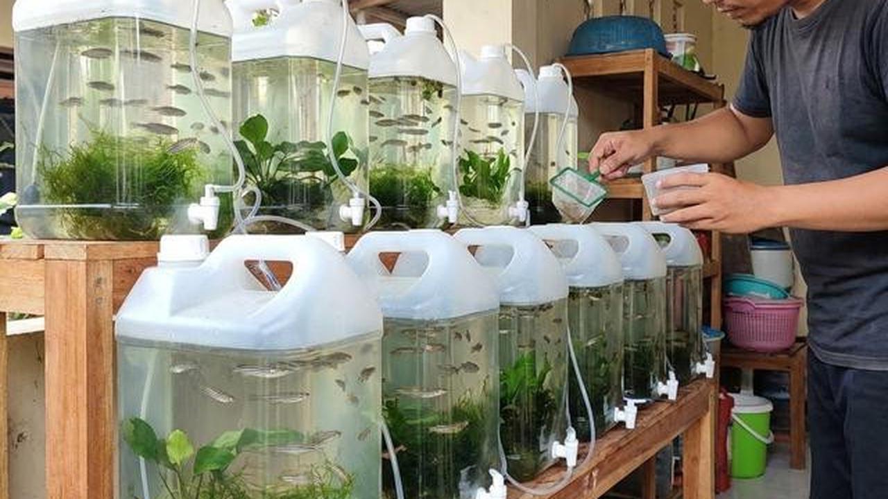 Jenis Ikan Kecil yang Bisa Diternak di Galon, Perawatan Mudah Cocok untuk Usaha Rumahan
