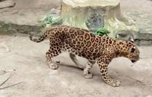 Viral Video Jaguar Kurus di Kebun Binatang Ragunan, Manajemen: Tidak Semua Satwa yang Tampak Kurus Artinya Sakit