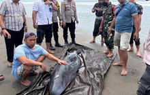 Sempat Dirawat, Paus Sperma Kerdil yang Terdampar di Pantai Tembles Dinyatakan Mati