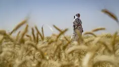 Puluhan sukarelawan, beberapa di antaranya adalah perempuan, membantu wilayah semi-otonom yang dipimpin oleh Kurdi untuk melindungi ladang gandum yang luas dari kebakaran dan pembakaran. (Delil SOULEIMAN / AFP)