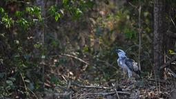 Mark, elang Harpy liar terlihat di Alta Floresta, Mato Grosso, Brasil, pada 28 Agustus 2021. Spesies seperti jaguar dan elang harpy sedang terancam oleh deforestasi. (AFP/Carl De Souza)