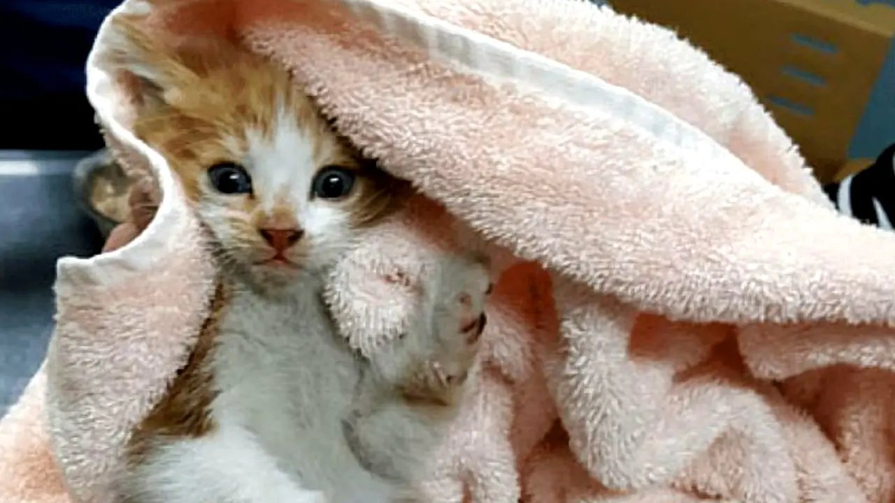 Anak Kucing