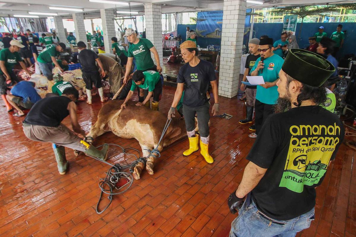 FOTO: Daging Sapi Kurban Prabowo dan Gibran di  Mesjid Istiqlal Akan Dimasak dan  Dibagikan Kepada Anak-Anak Yatim