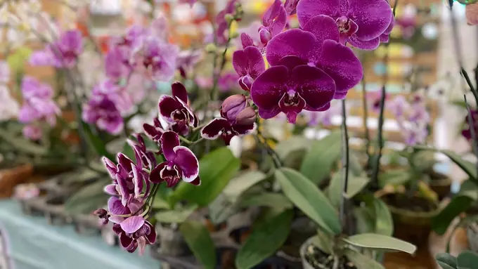 Temukan Beragam Tanaman Hias dan Edukasi Bercocok Tanam di Urban Garden Summarecon Mall Serpong.