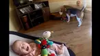 Seorang bayi lucu menangis saat mainannya diambil oleh seekor anjing (Youtube.com)