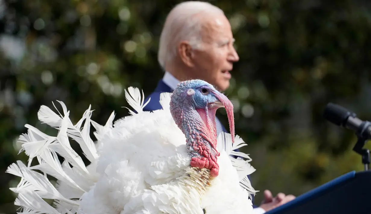 Joe Biden merayakan ulang tahunnya yang ke-81 sebagian dengan memberi pengampunan, bukan kepada manusia melainkan pada dua kalkun asal North Carolina, yang tahun ini selamat dari penyembelihan. (AP Photo/Andrew Harnik)