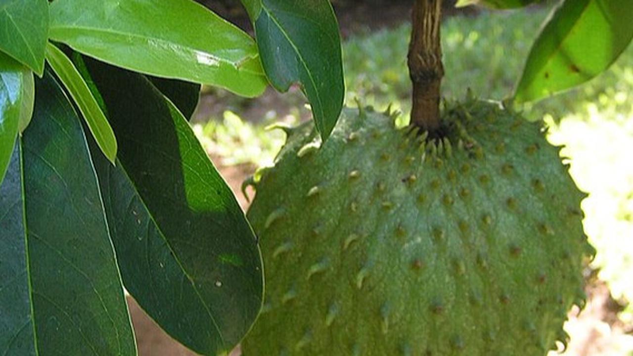 Manfaat Daun Sirsak untuk Kesehatan Wanita, Ternyata Bisa Menurunkan Berat Badan