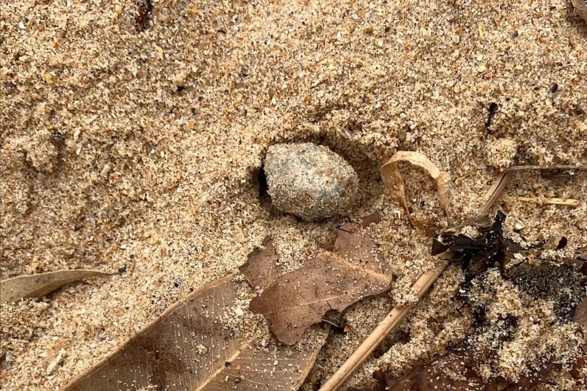 Bola misterius di pantai Australia. (Northern Beaches Council)