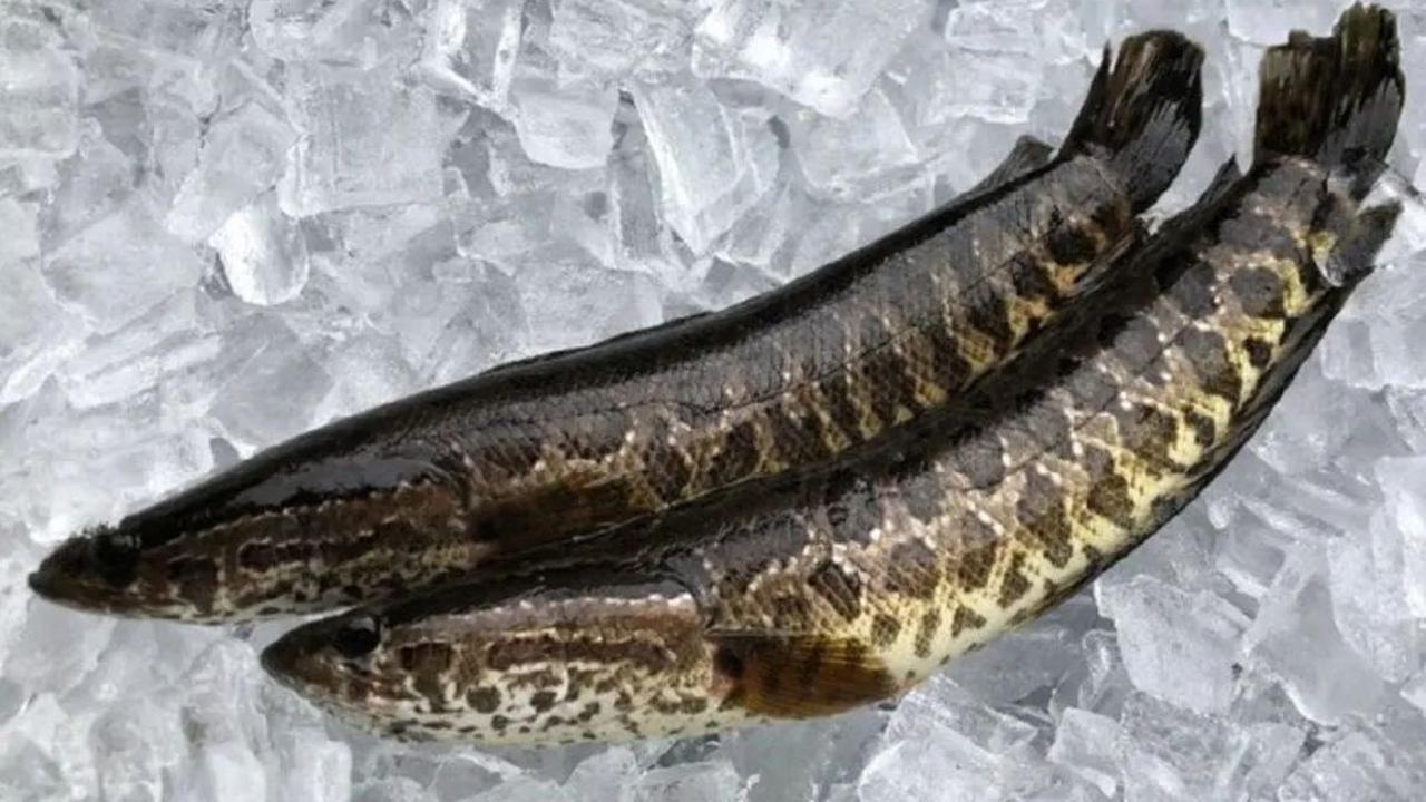 Nutrisi dalam Ikan Gabus