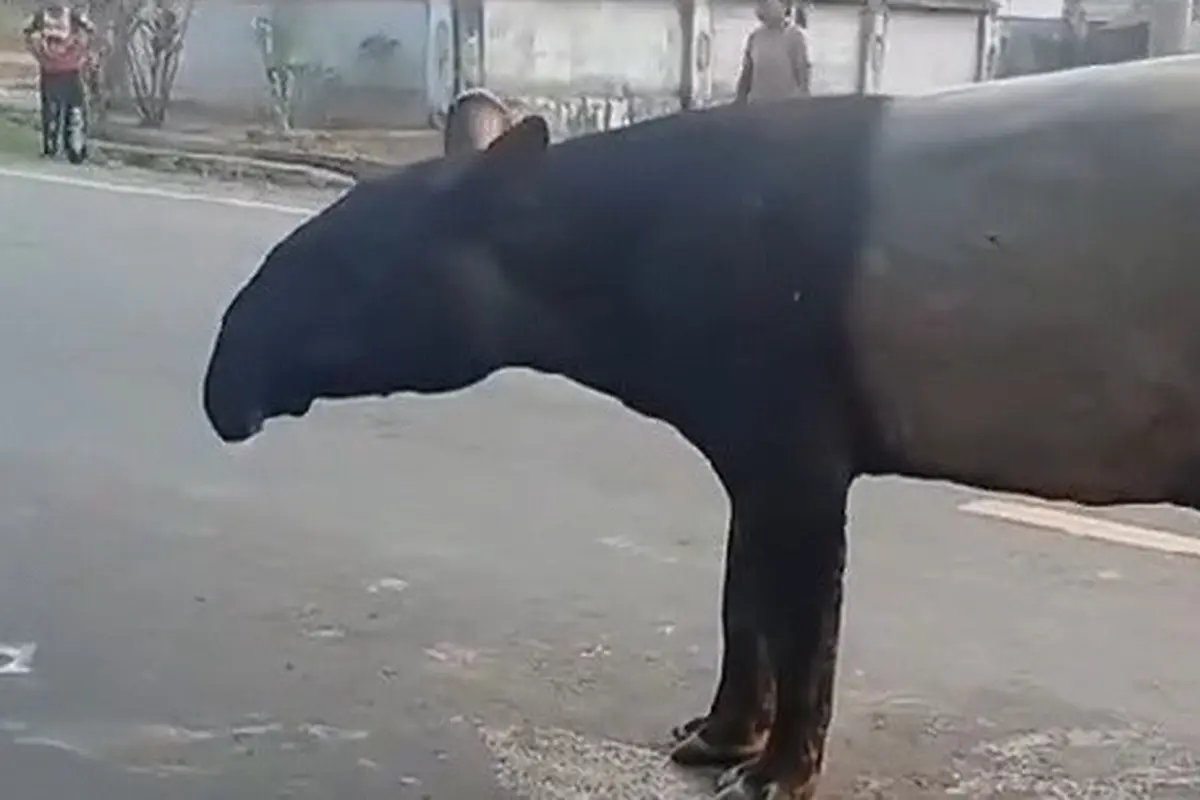 Tangkapan layar tapir muncul tiba-tiba di jalan raya Mesuji, Lampung.
