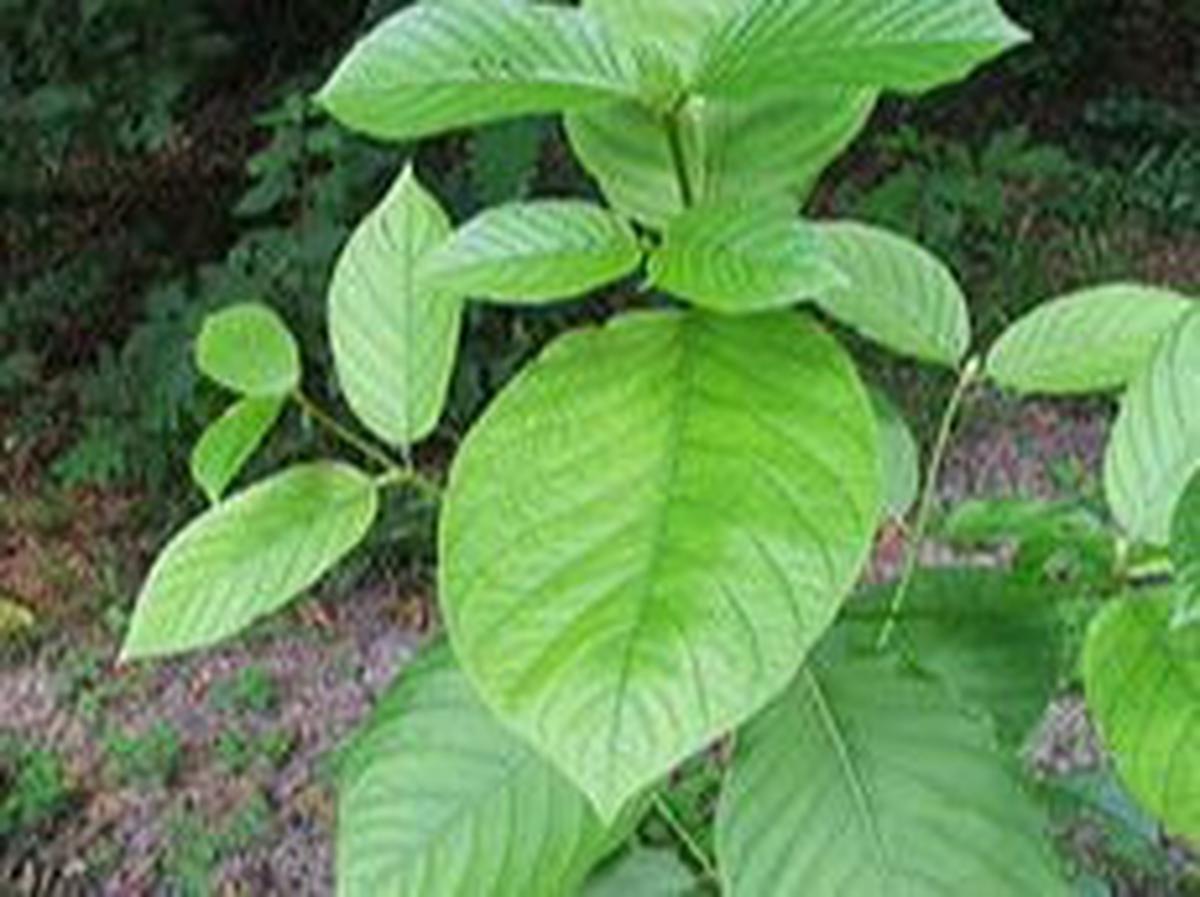 Efek Samping Daun Kratom