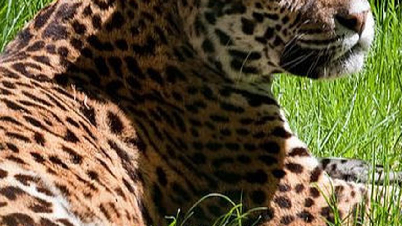 6. Jaguar