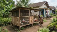 7 Model Kandang Ayam Broiler Sederhana untuk Usaha Rumahan, Tidak Permanen tapi Multifungsi