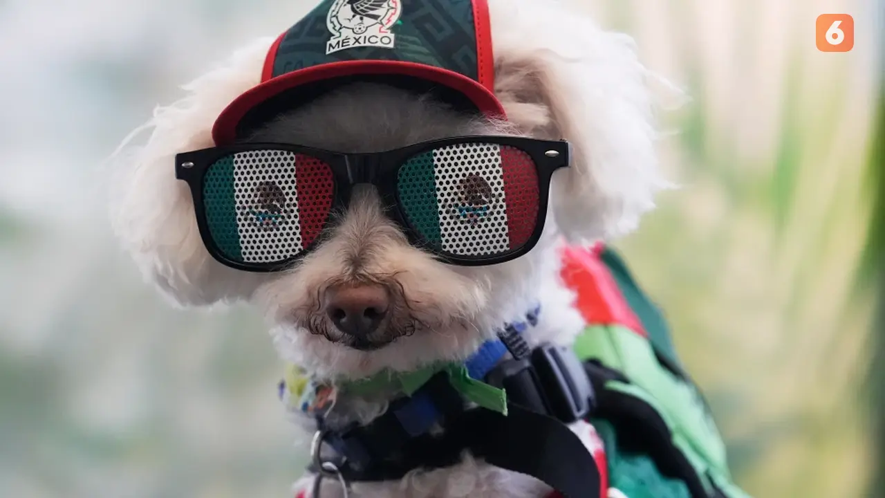 Anjing bernama Osito, Curi Perhatian di Piala Dunia 2026