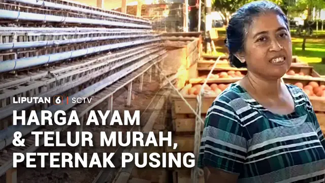 Harga Ayam dan Telur Murah, Peternak Pusing