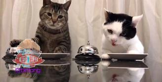 Aksi Kocak Kucing Bunyikan Bel Saat Minta Makan