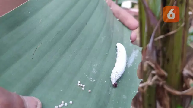Hama Ulat atau dengan nama latin Erionota Thrax yang kerap merusak tanaman pisang petani Gorontalo (Arfandi Ibrahim/Liputan6.com)