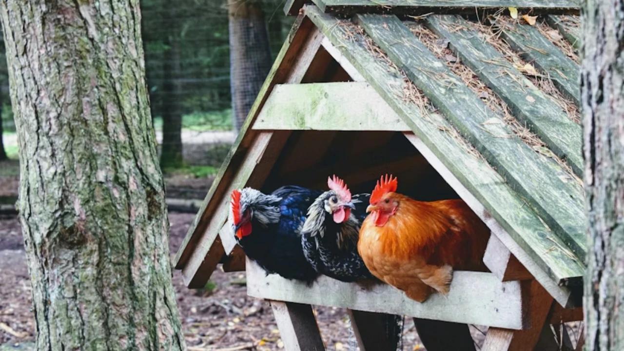 7 Model Kandang Ayam Petelur Hemat Biaya, Modal Minim Hasil Menjanjikan