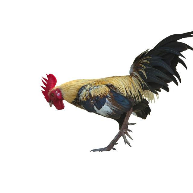 Terkeren 24 Gambar  Lucu Ayam  Adu Richa Gambar 