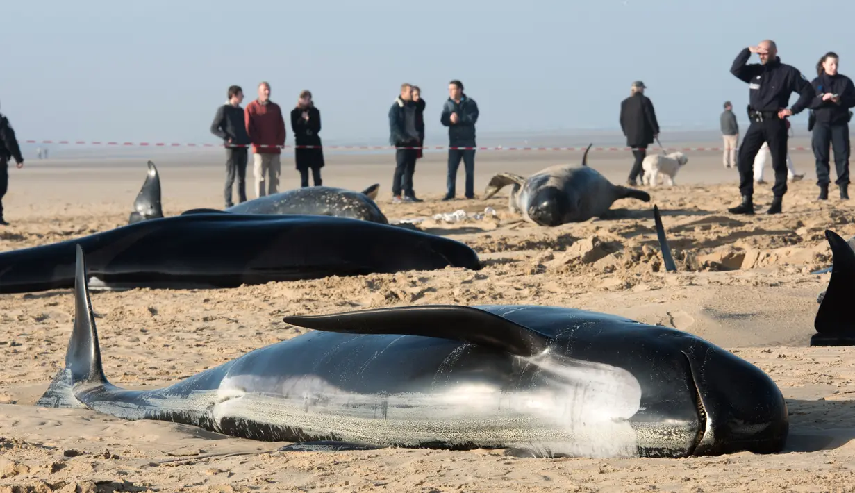 Warga menyaksikan paus pilot yang mati terdampar di Pantai Calais, Prancis, Senin (2/11). Enam dari 10 paus ditemukan sudah mati terdampar di pantai, sedangkan empat ekor paus berhasil diselamatkan petugas dan dikembalikan ke laut. (AFP/ Denis Charlet)