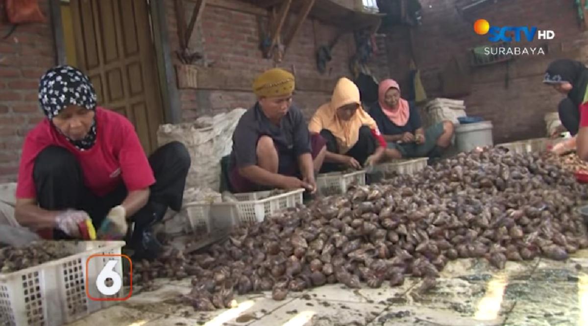 Pabrik pengolahan bekicot di Kediri