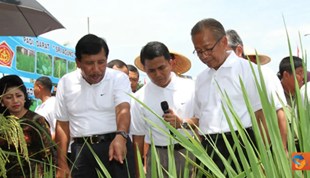 Citizen6, Cariu: Sawah di desa ini merupakan sawah tadah hujan dan tanahnya merupakan lahan kritis, dengan top soil berkisar antara 10 s.d 15 cm, dibawahnya sudah terdapat batuan dan pasir. (Pengirim: Badarudin Bakri)