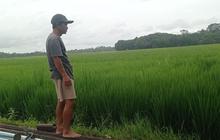 Petani Lebak Siaga Hadapi Ancaman Banjir dan Serangan Hama di Musim Hujan