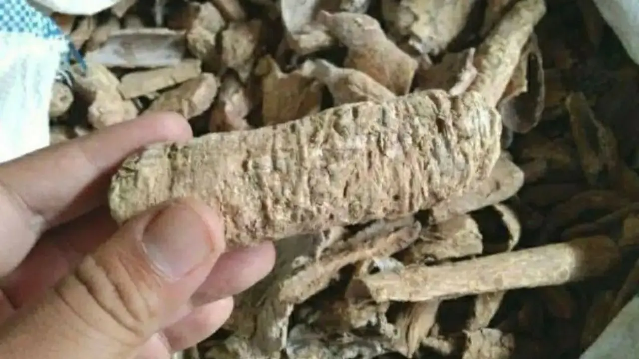 Babakan pule atau kayu pule merupakan salah satu rempah untuk jamu bersalin