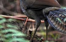 Bukan Kakatua, Tapi Burung Ini Mampu Tirukan Beragam Suara Aneh yang Mengejutkan