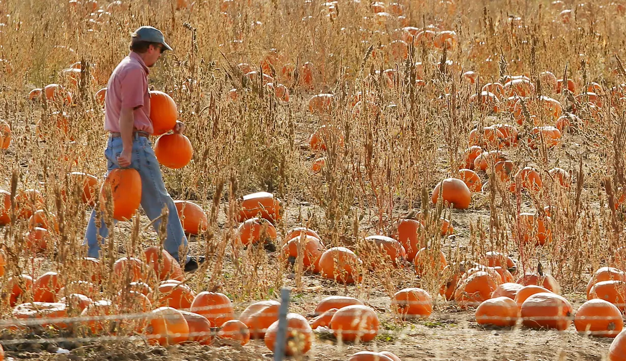 halloween dirayakan pada tanggal
