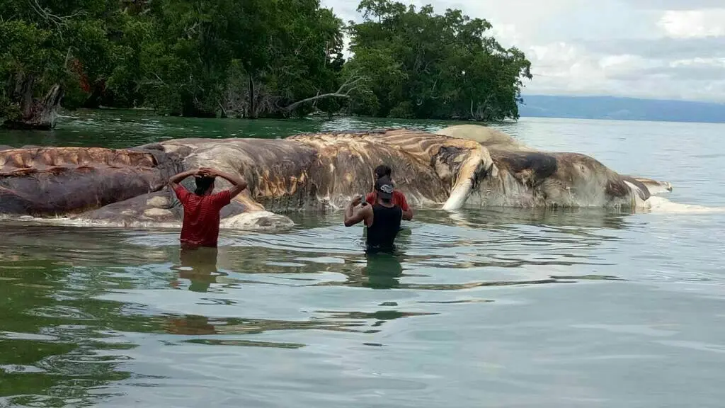 Bangkai hewan itu memiliki dua tulang terpisah seperti gading gajah yang menjurus ke depan dengan panjang sekitar 5 meter. (Liputan6.com/Abdul Karim).