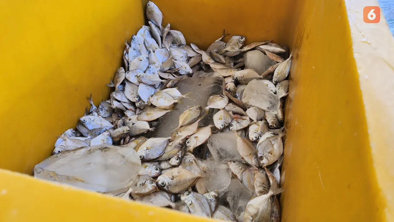 Ikan petek, biasanya diolah jadi ikan asin murah, kini naik kelas sebagai bahan utama susu ikan. (Foto: Ade Nasihudin Al Ansori/Liputan6.com)