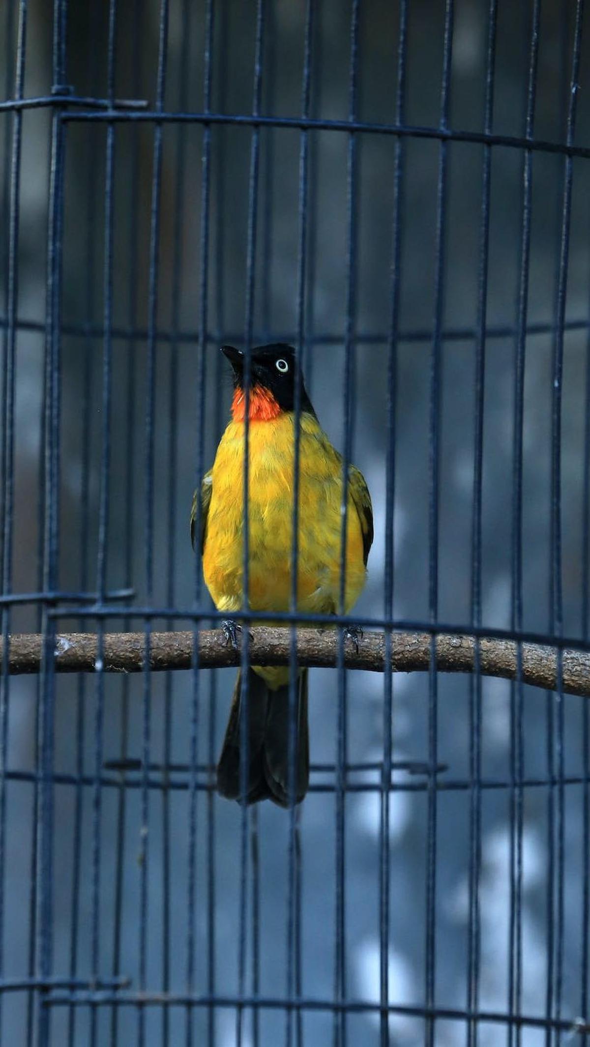 Perawatan yang relatif mudah membuat burung menjadi pilihan favorit. Burung bisa menjadi teman yang setia dan menyenangkan, terutama jika Anda bisa berinteraksi dengannya secara aktif.