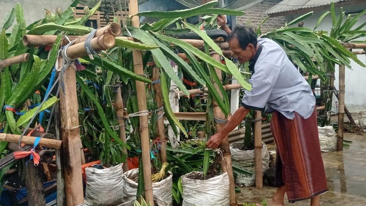 Petani Buah Naga Menes Pandeglang Butuh 'Bapak Angkat' untuk Kembangkan Potensi Ekonomi Lokal