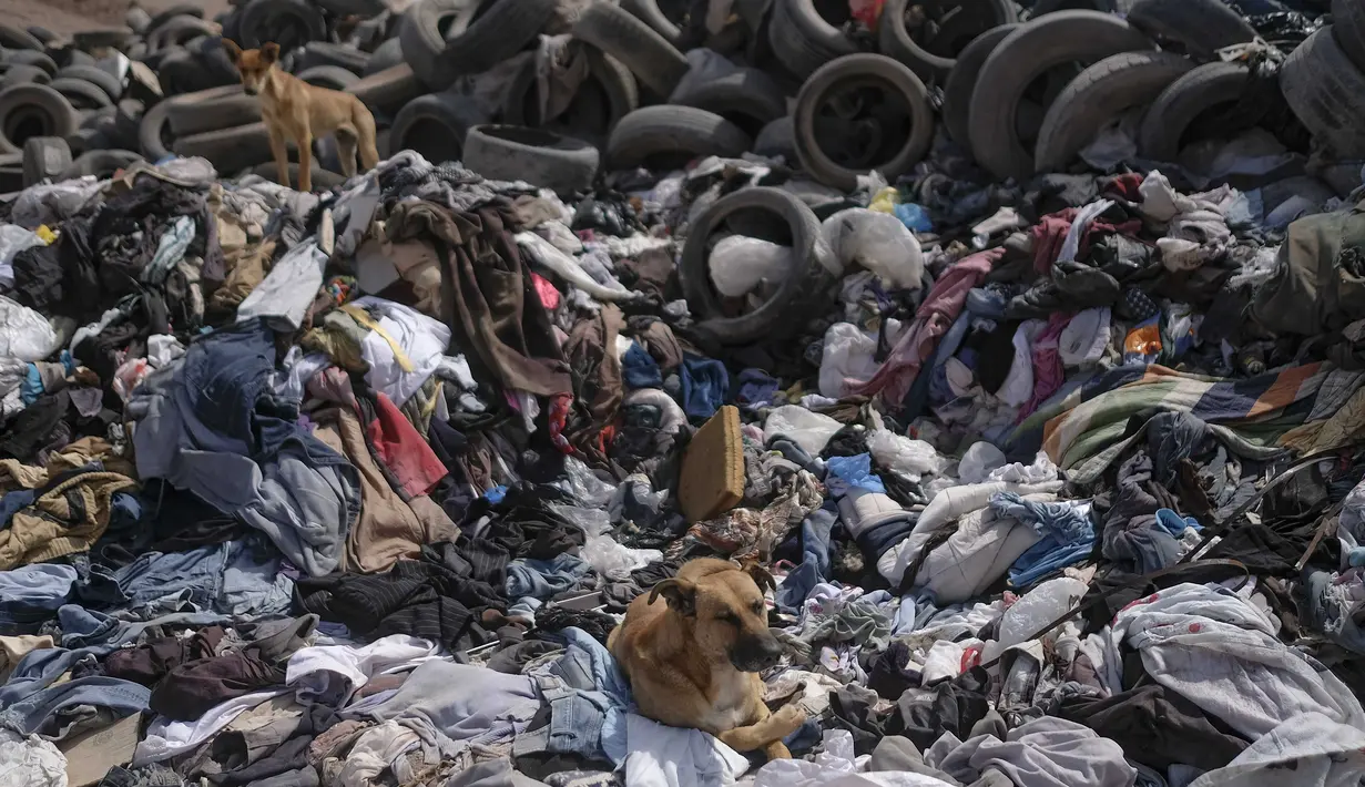 Anjing berkumpul di tumpukan besar pakaian bekas yang menutupi gurun pasir di dekat lingkungan La Mula di Alto Hospicio, Chile, Senin (13/12/2021). Chile adalah importir besar pakaian bekas, dan barang-barang yang tidak terjual dibuang di sini. (AP Photo/Matias Delacroix)