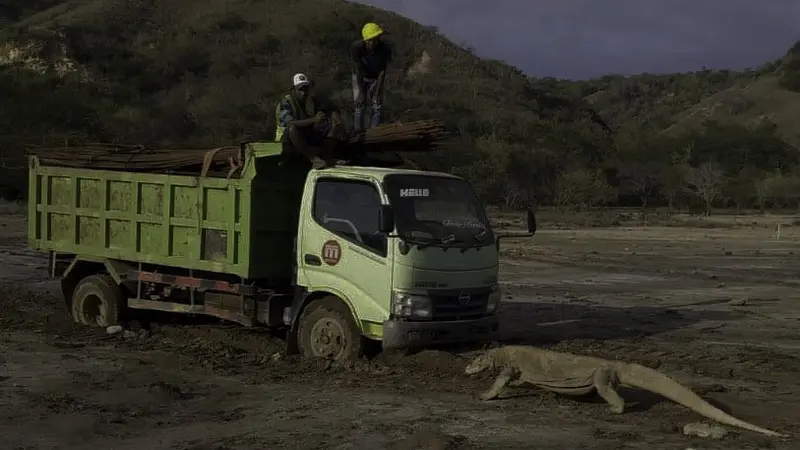 Seekor Komodo menghadang truk proyek di Pulau Rinca