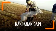 Seekor anak sapi lahir dengan kondisi yang tak biasa. Ia hanya memiliki dua kaki pada bagian belakang.