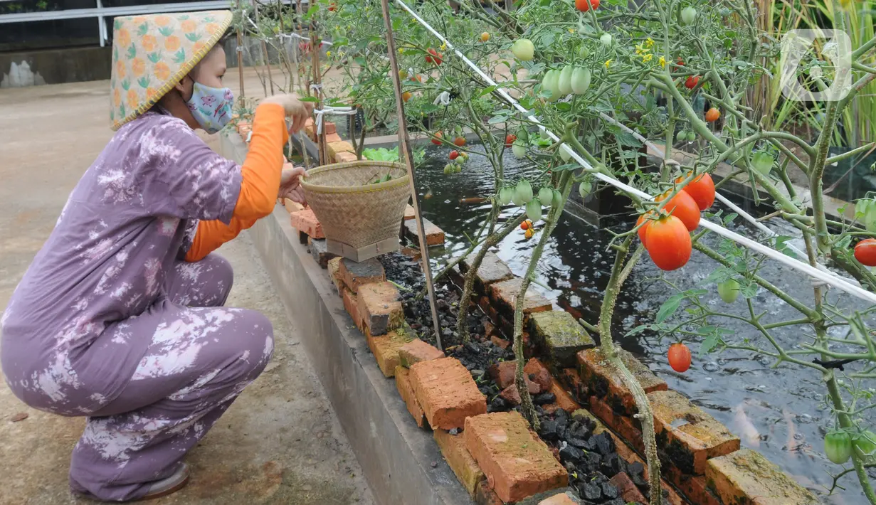 Maisa yang penyandang autisme memanen sayuran dalam kebun hidroponik di kawasan Ciganjur, Jakarta, Rabu (9/2/2022). Kebun Maisa Petani yang dikembangkan sebagai wahana edukasi bagi penyandang disabilitas itu dapat menghasilkan rata-rata pendapatan sekitar Rp 10 juta/bulan (merdeka.com/Arie Basuki)