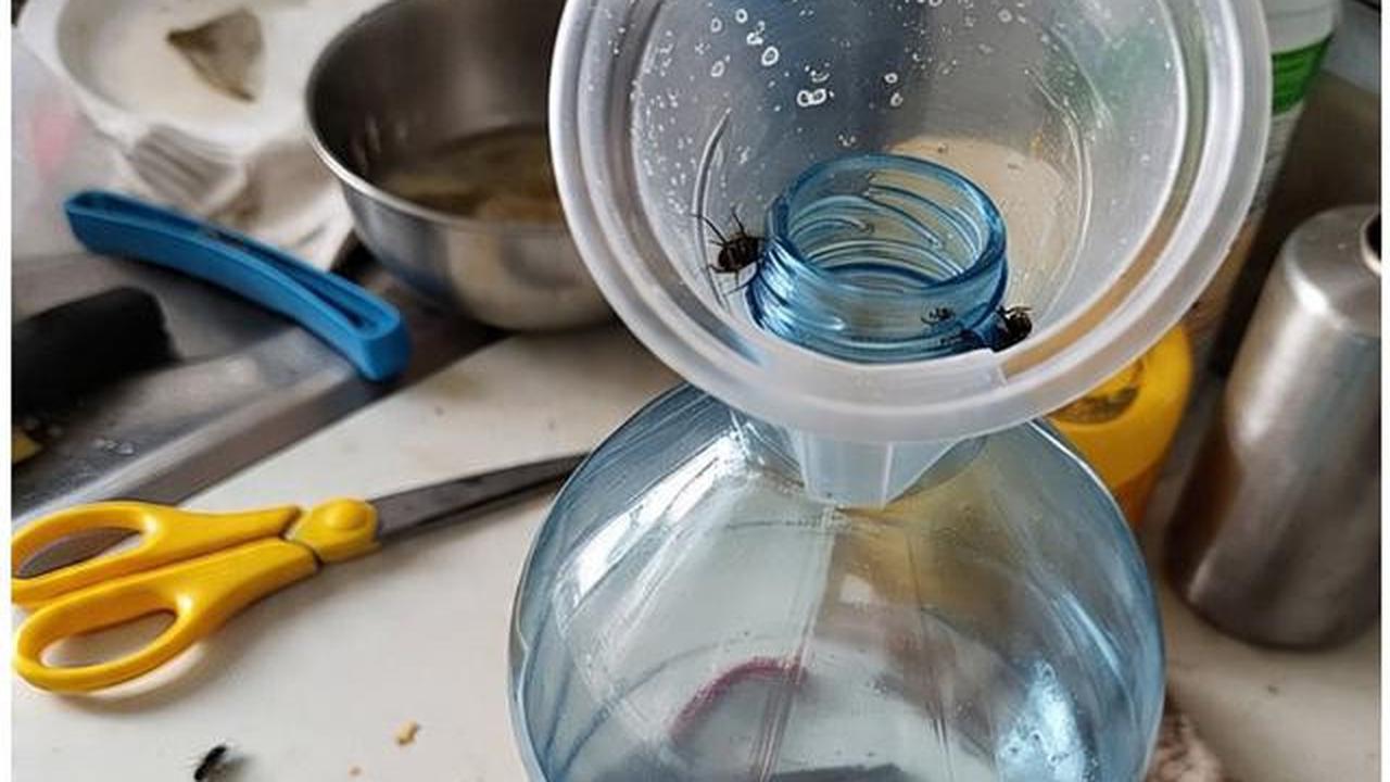 Perangkap lalat buatan sendiri dari bahan rumahan.
