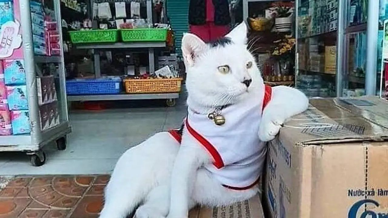 7 Potret Menggemaskan Kucing Lagi Jaga Toko, Kocak Banget