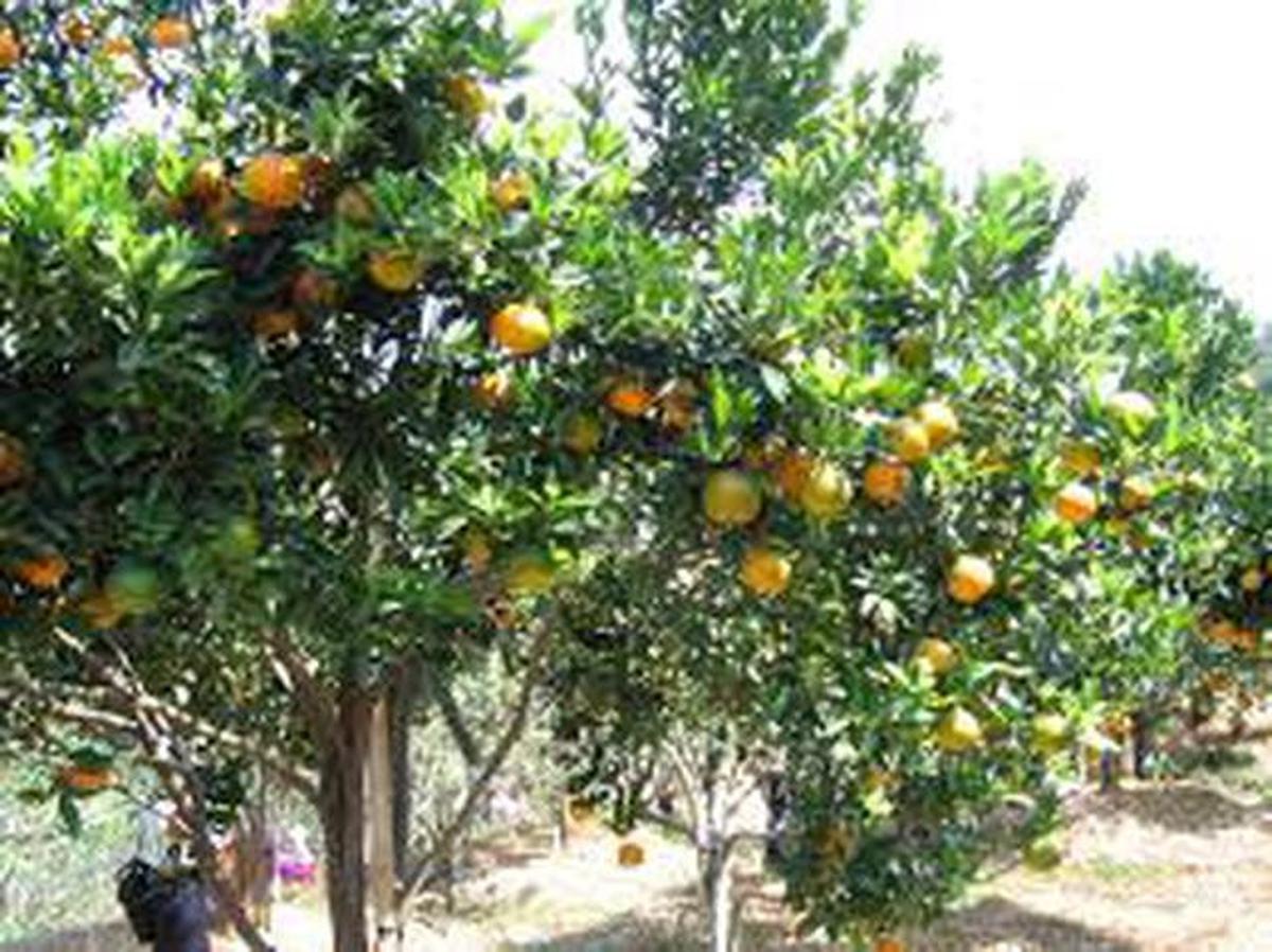 Pohon Buah untuk Rumah Cluster dengan Lahan Terbatas, Pilihan untuk yang Hobi Berkebun