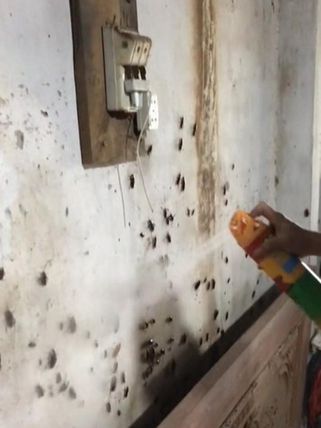 Aksi Pria Basmi Ratusan Kecoak Ini Bikin Bergidik, Viral di Media Sosial