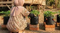 6 Tips Sukses Tanam Stroberi di Dataran Rendah, Terbukti Panen dari Rumah Meski Cuaca Panas