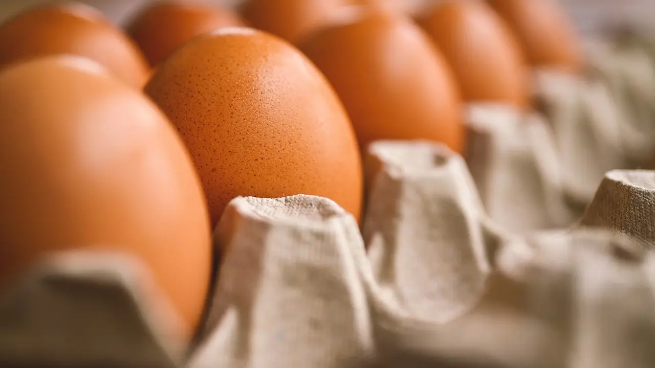 cangkang telur