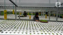 Aktivitas pekerja di Kebun Hidroponikita, Sawangan, Depok, Jawa Barat, Senin (20/2/2023). Kebun Hidroponikita yang sudah berjalan lebih dari satu tahun ini mampu menghasilkan 30-50 kilogram bayam per hari. (merdeka.com/Arie Basuki)